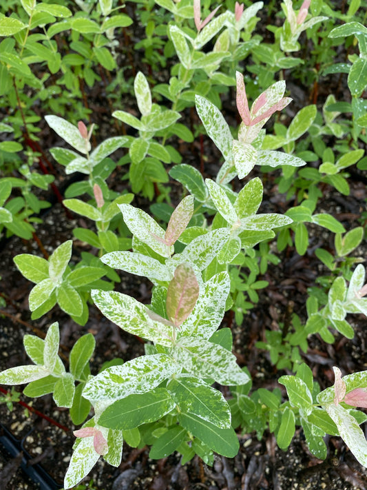 1 Nishiki Dapple Willow (Tri-Color) Quart