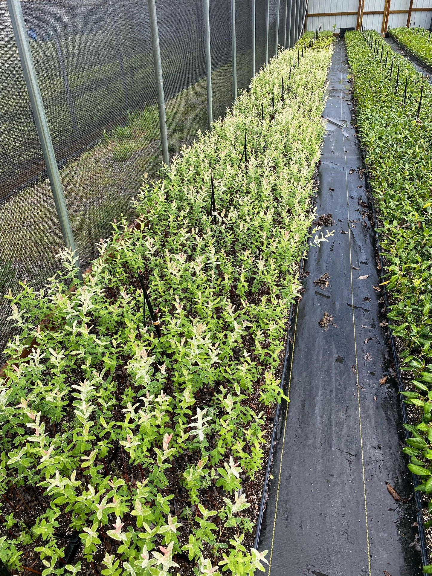 1 Nishiki Dapple Willow (Tri-Color) Quart