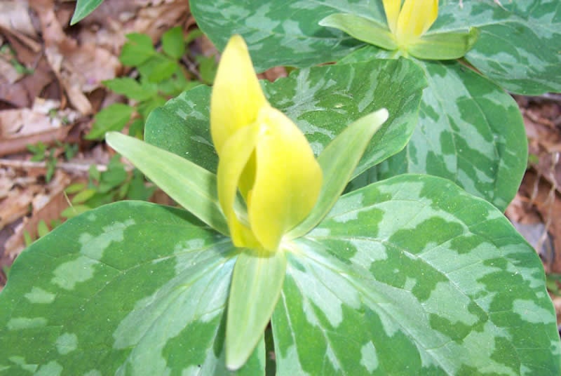 5 Yellow Trillium (Trillium luteum)