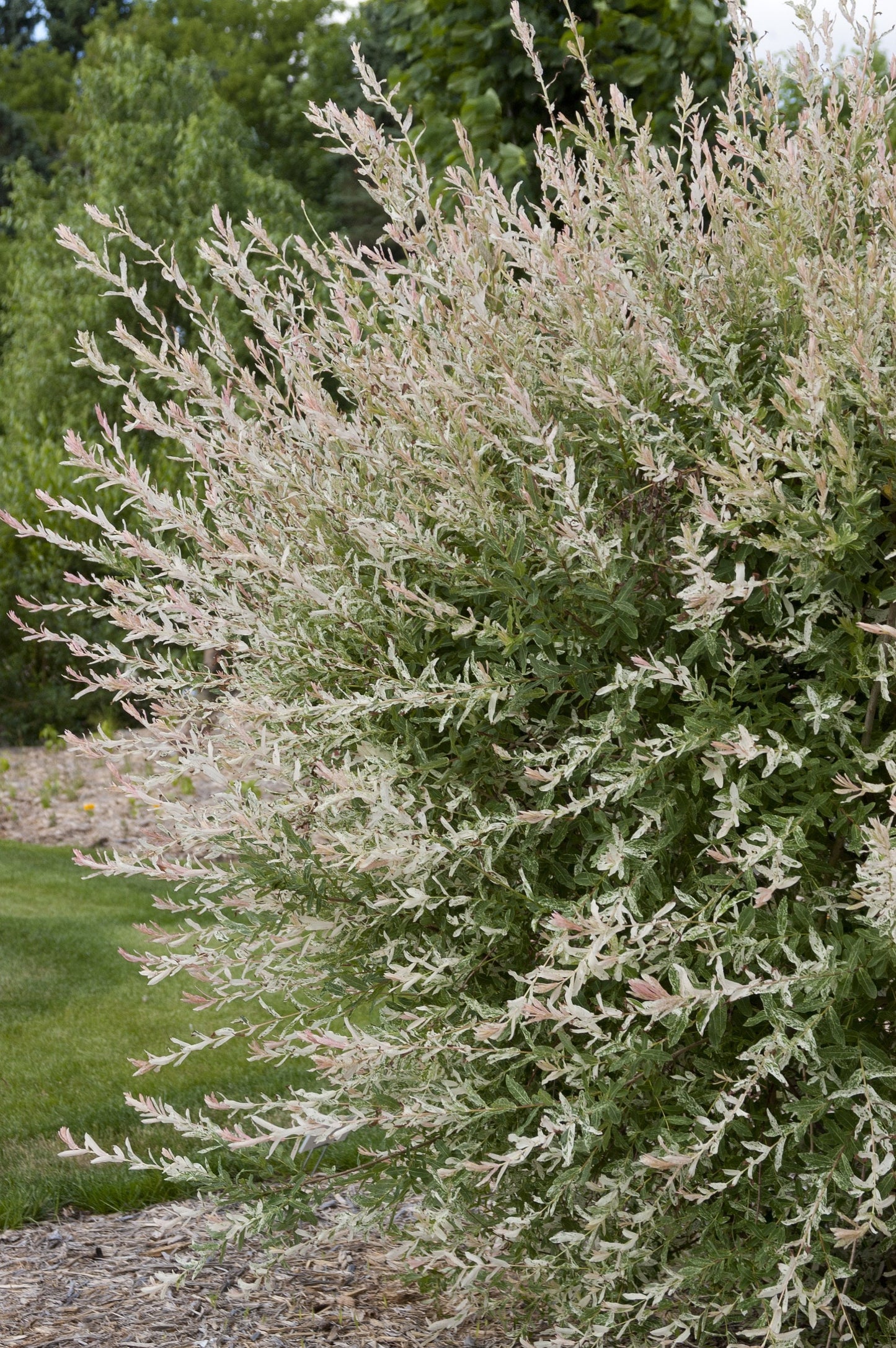 1 Nishiki Dapple Willow (Tri-Color) Quart