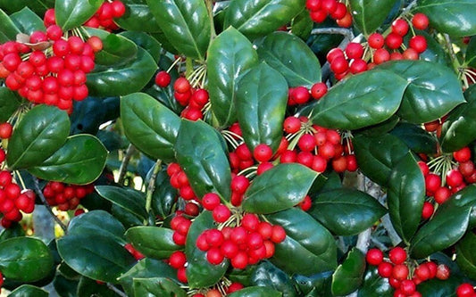 1 Burford Holly Quart