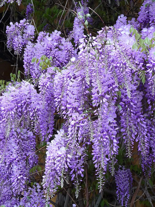 5 Chinese Wisteria BAREROOT seedlings