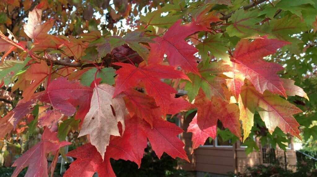 1 October Glory Quart