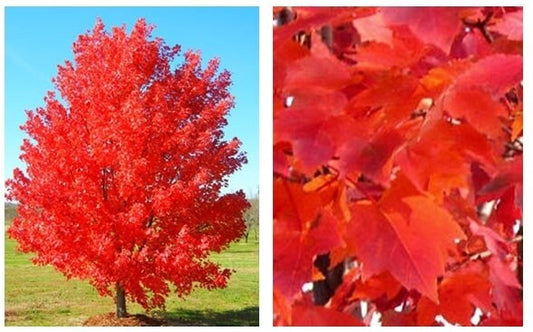 1 October Glory Quart