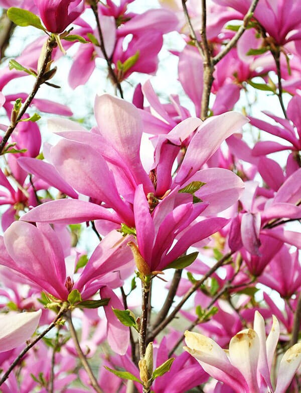 Ann Magnolia 2 1/2"