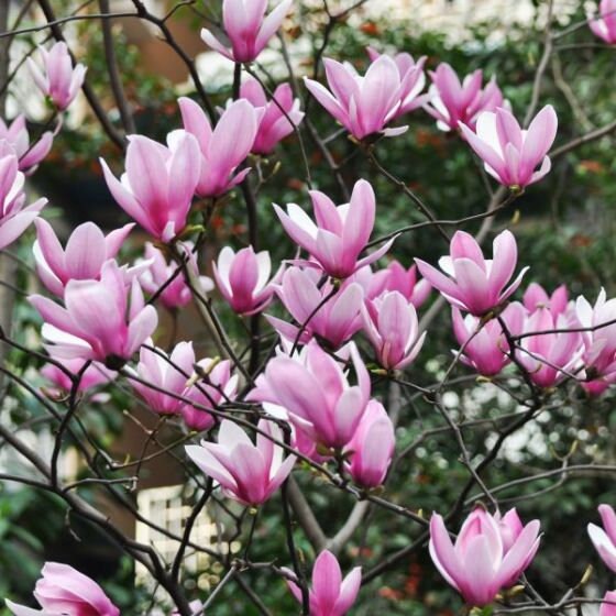 Jane Magnolia 2 1/2" pot