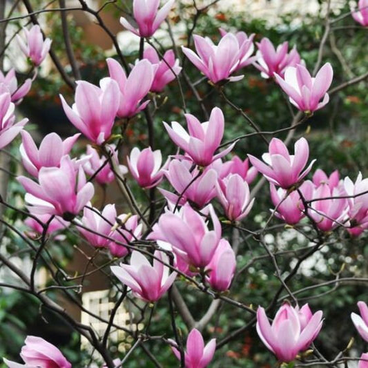 Jane Magnolia 2 1/2" pot