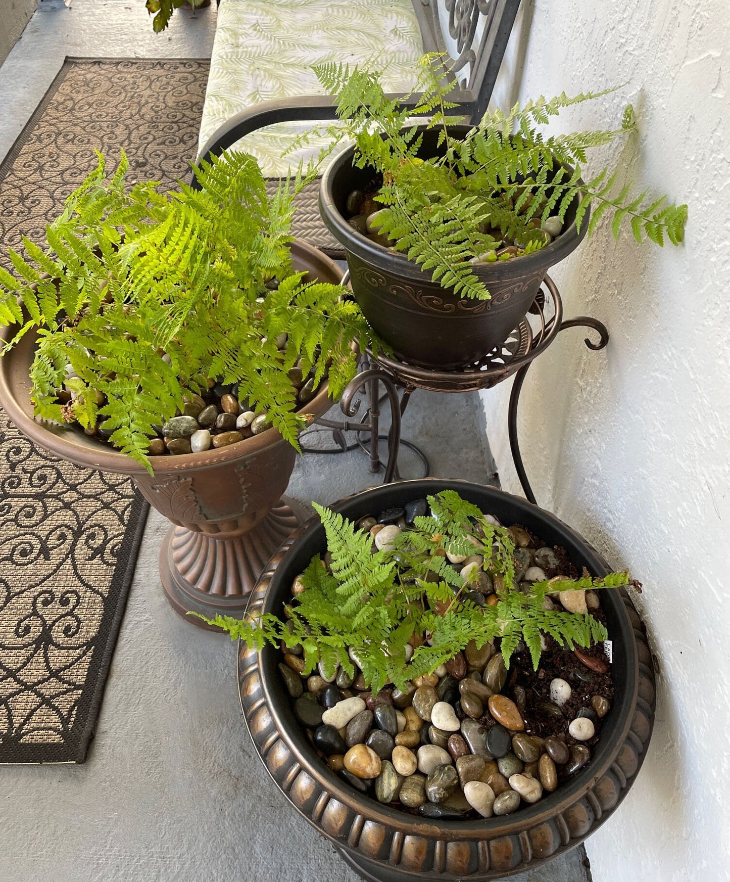 20 Lady Fern