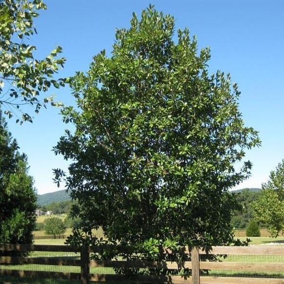 1 SWEETBAY MAGNOLIA 2.5" POT