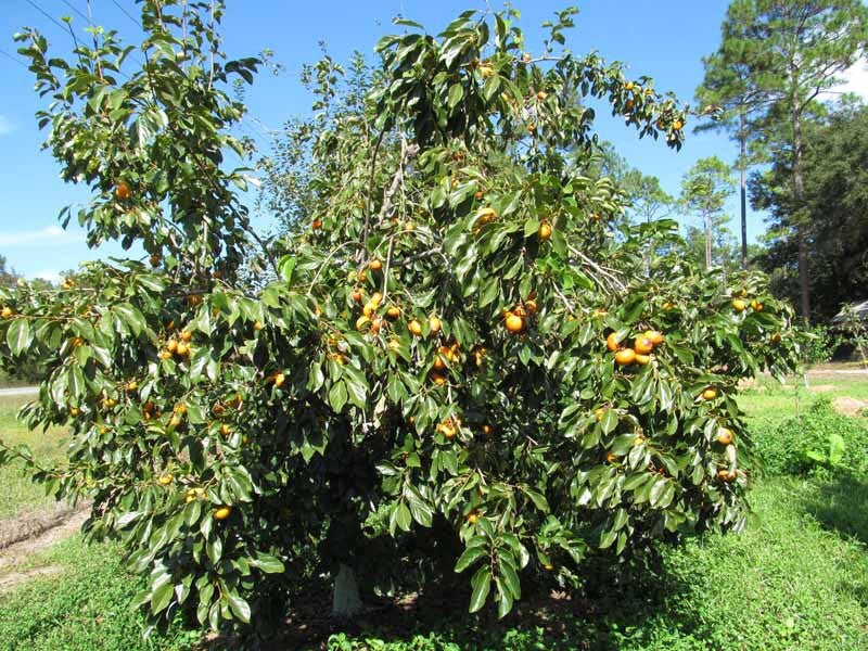 1 PERSIMMON QUART