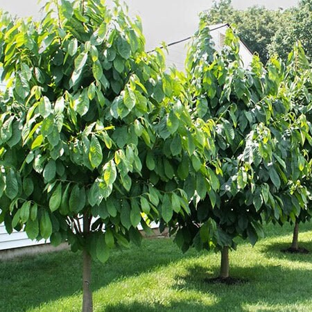 1 PAWPAW QUART