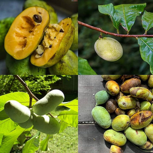 1 PAWPAW QUART