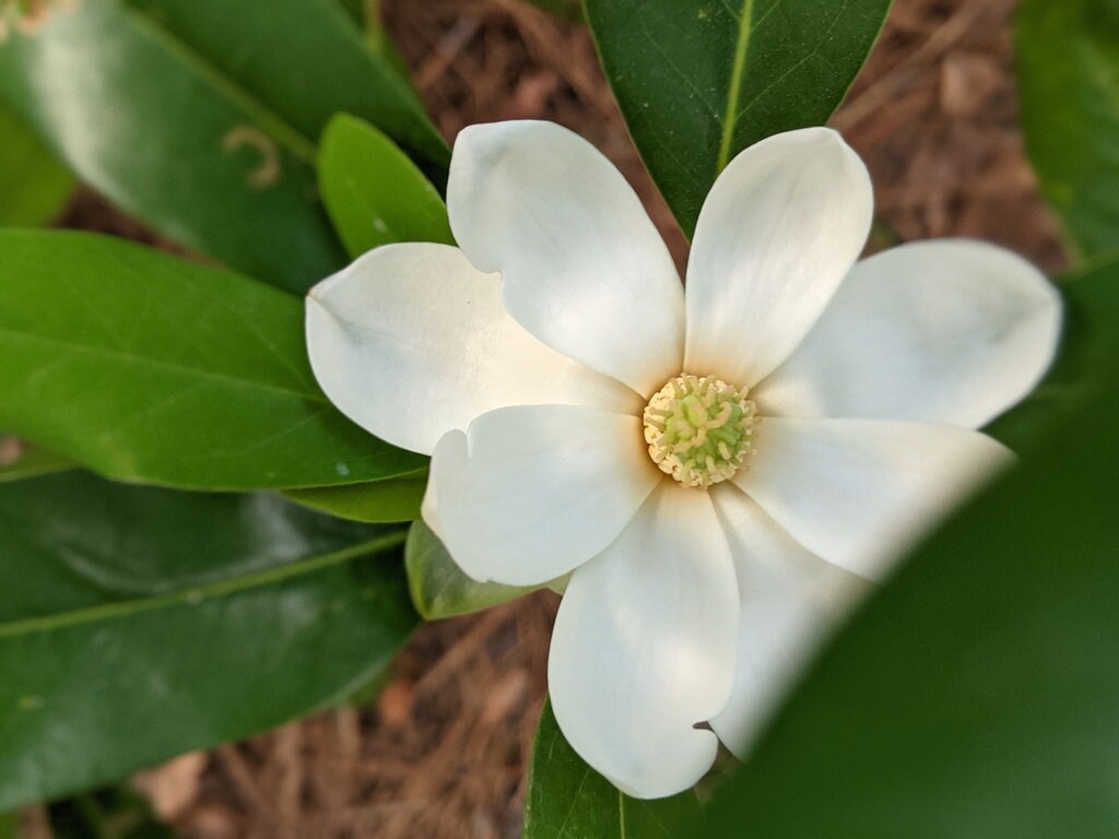 1 SWEETBAY MAGNOLIA QUART