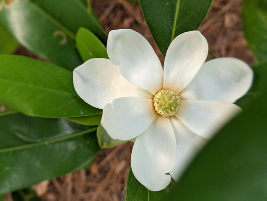1 SWEETBAY MAGNOLIA 2.5" POT