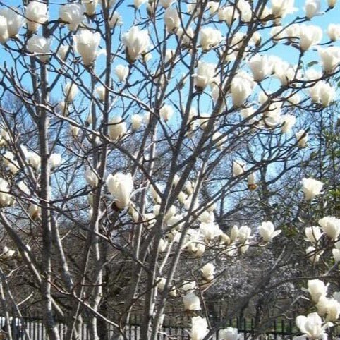 1 SWEETBAY MAGNOLIA 2.5" POT