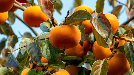 1 PERSIMMON QUART