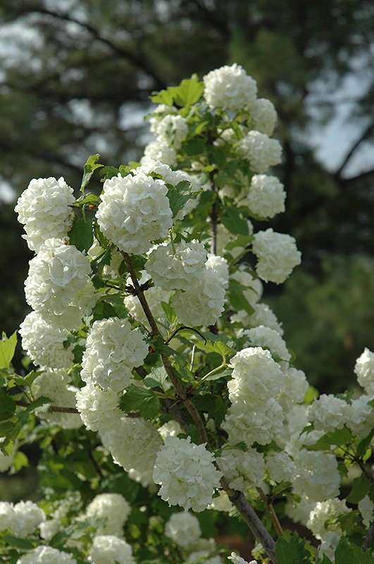 1 Old Fashioned Snowball bush QUART