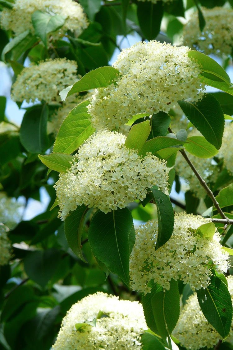 1 Black Haw Viburnum(Viburnum prunifolium) Quart