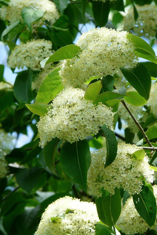 1 Black Haw Viburnum(Viburnum prunifolium) Quart