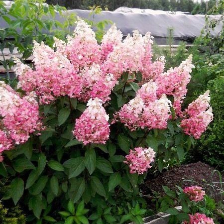 1 Pinky Winky Hydrangea Quart