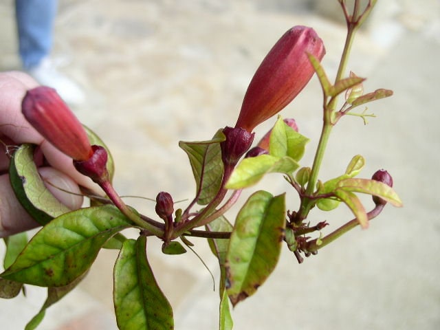 5 Native Crossvine BAREROOT seedlings