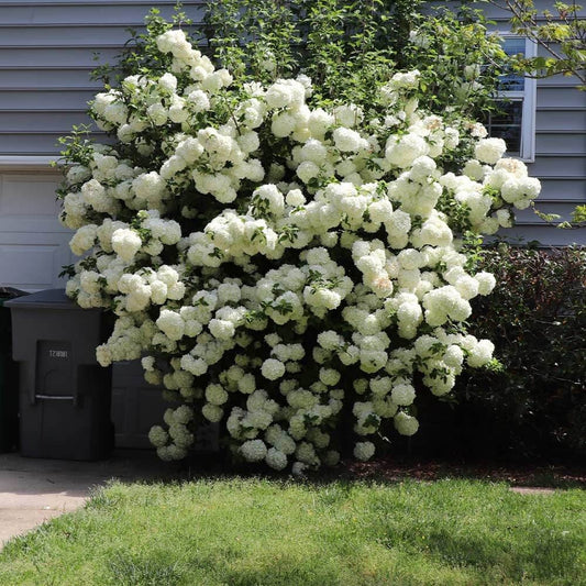1 Old Fashioned Snowball bush QUART