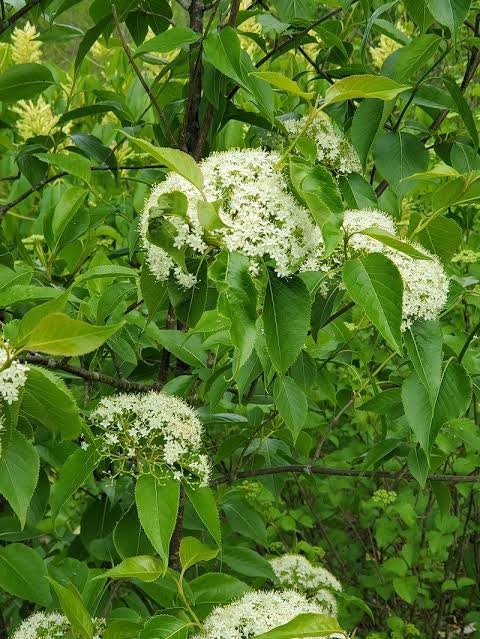 1 Black Haw Viburnum(Viburnum prunifolium) Quart