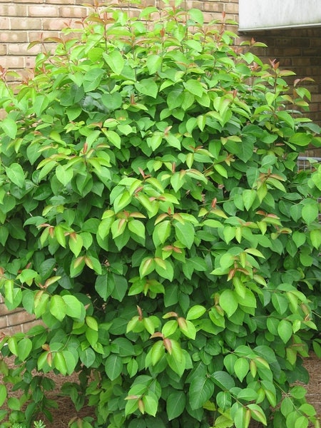 1 Black Haw Viburnum(Viburnum prunifolium) Quart