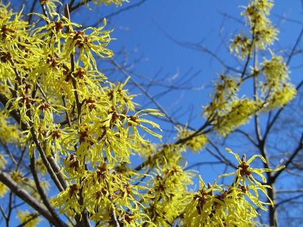 5 Witch Hazel BAREROOT seedlings