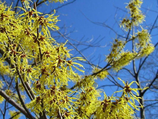 5 Witch Hazel BAREROOT seedlings