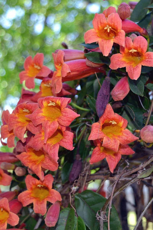 5 Native Crossvine BAREROOT seedlings