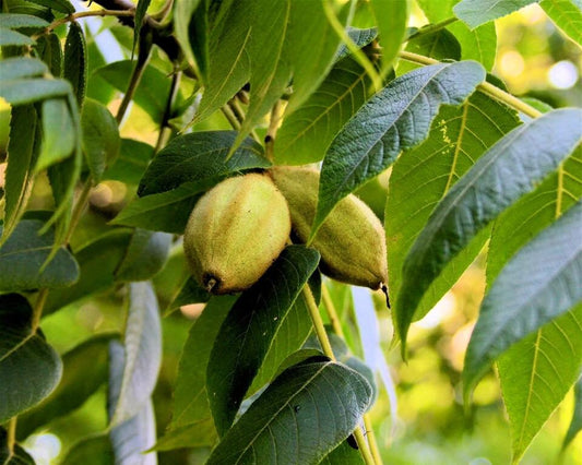 5 *Rare* White Walnut (Butternut) BAREROOT seedlings