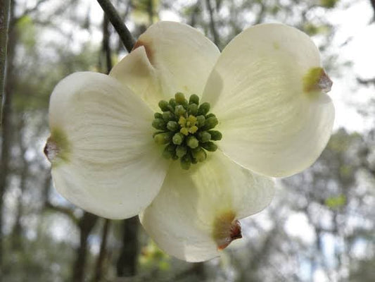 5 White Dogwood BAREROOT seedlings